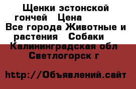 Щенки эстонской гончей › Цена ­ 7 000 - Все города Животные и растения » Собаки   . Калининградская обл.,Светлогорск г.